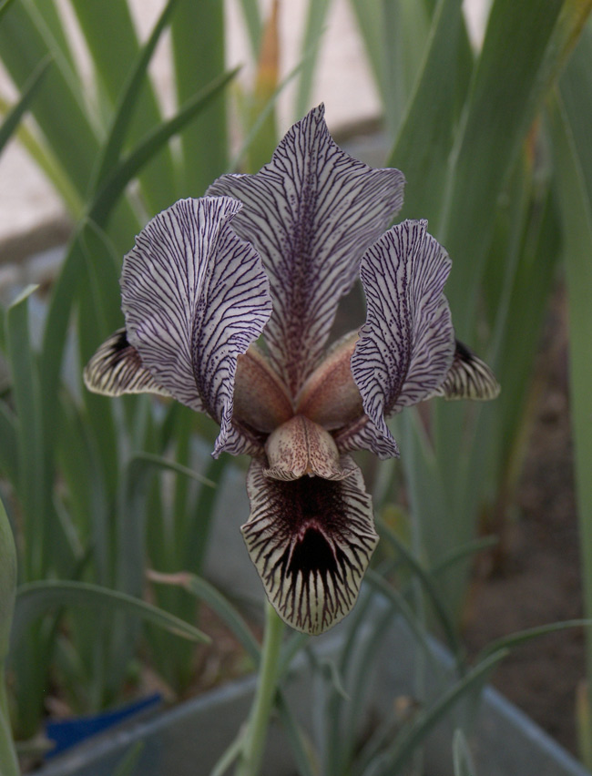 Изображение особи Iris zuvandicus.