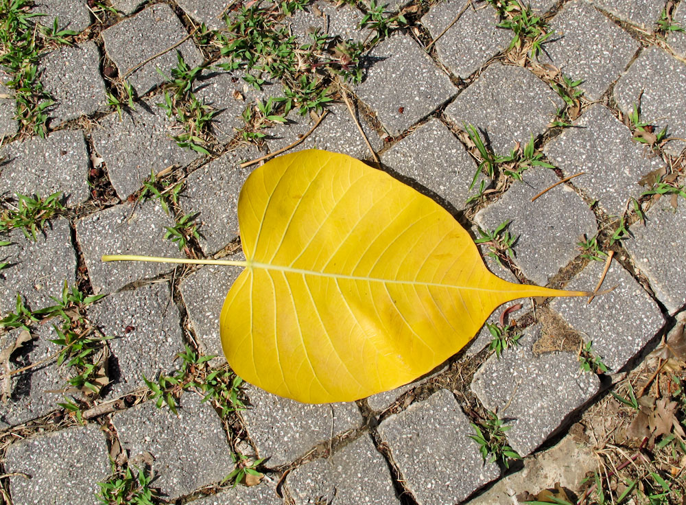 Изображение особи Ficus religiosa.