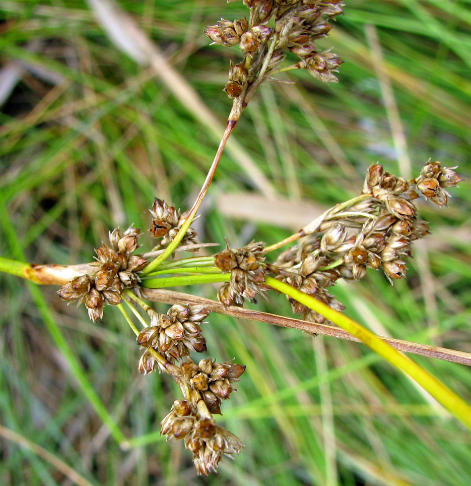 Image of Juncus maritimus specimen.