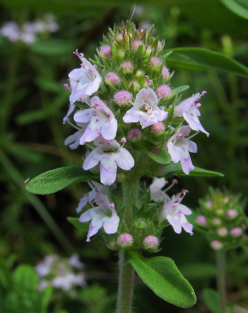 Image of Thymus marschallianus specimen.