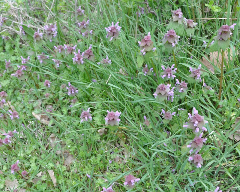 Image of Lamium purpureum specimen.