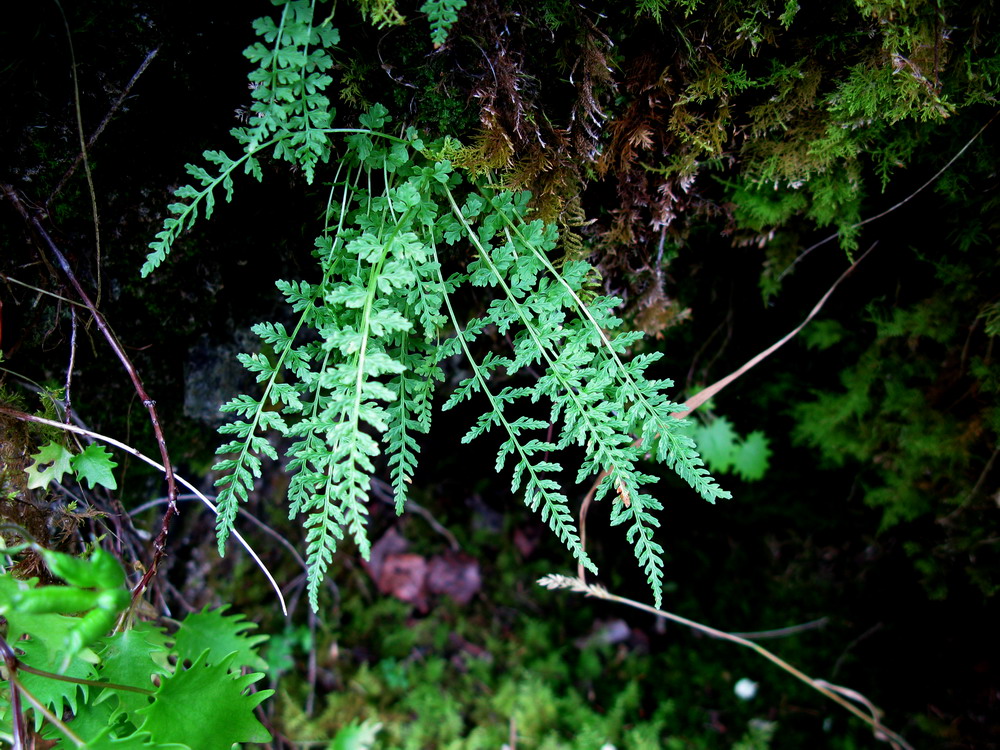 Изображение особи Woodsia pinnatifida.