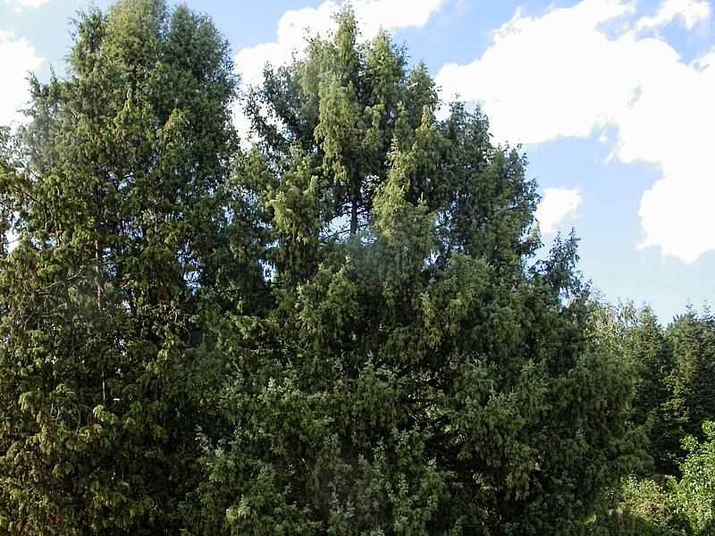 Image of genus Juniperus specimen.