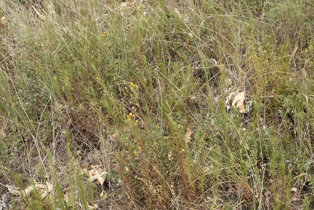 Image of Galatella linosyris specimen.