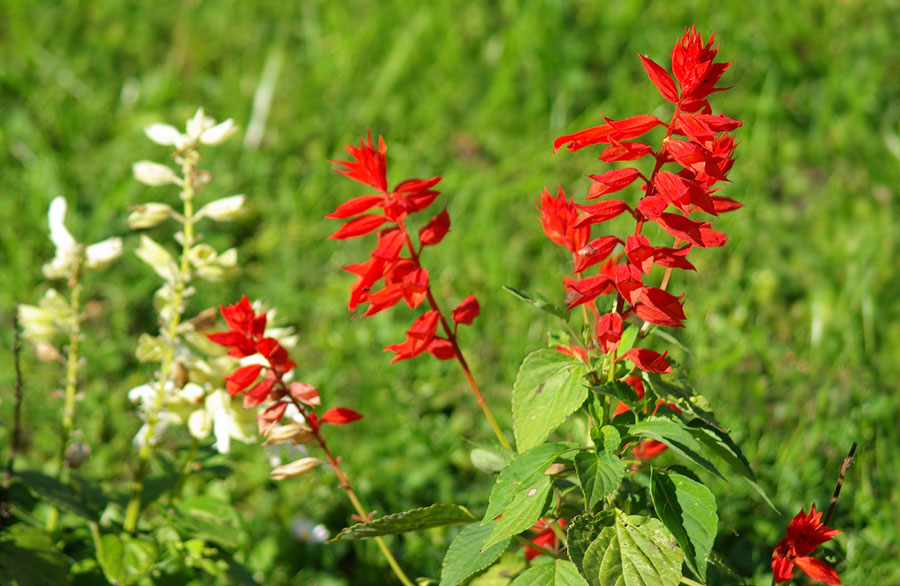 Изображение особи Salvia splendens.