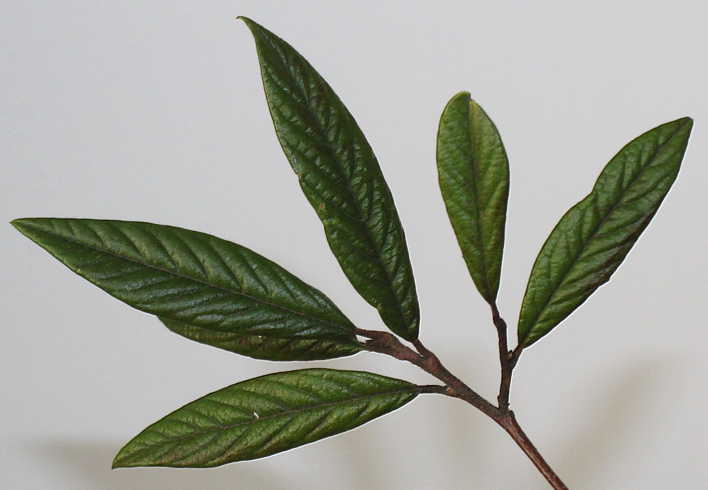 Image of Cotoneaster salicifolius specimen.