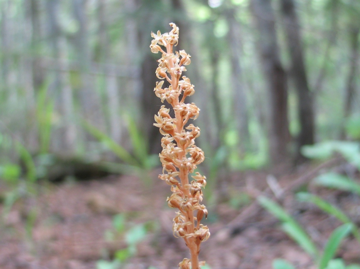 Image of Neottia asiatica specimen.