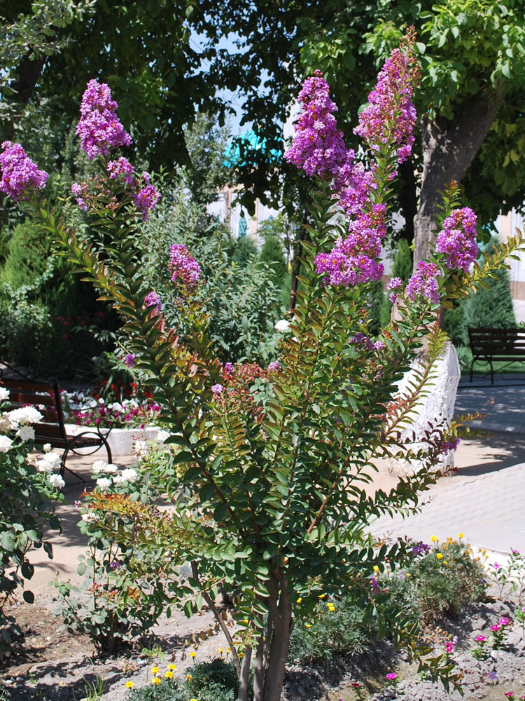 Image of Lagerstroemia indica specimen.