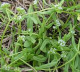 Valerianella locusta