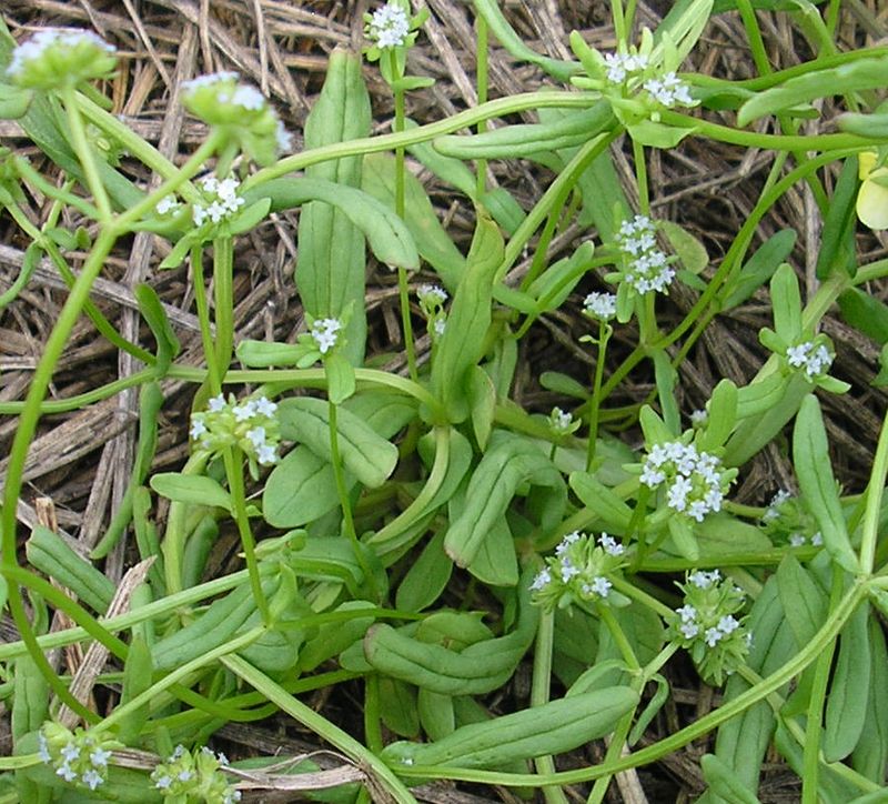 Image of Valerianella locusta specimen.