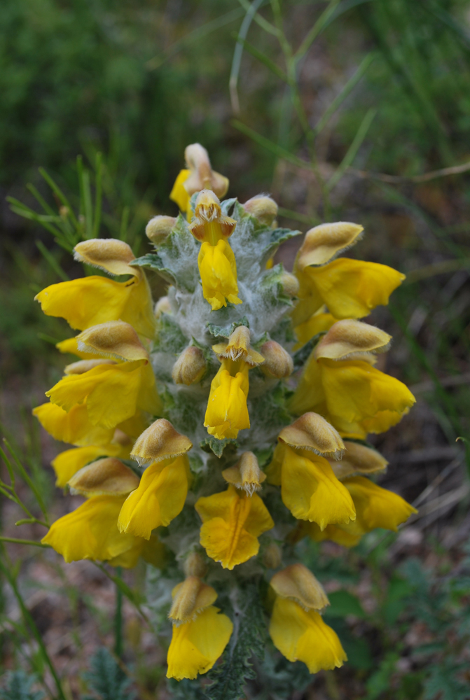 Image of Phlomoides speciosa specimen.