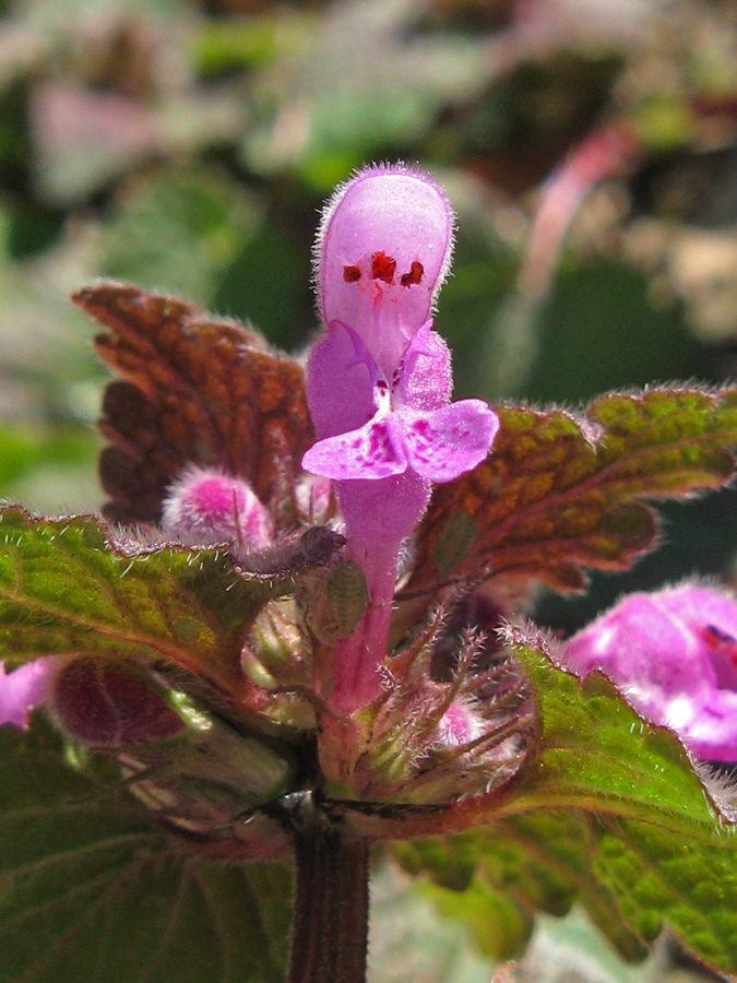 Image of Lamium purpureum specimen.