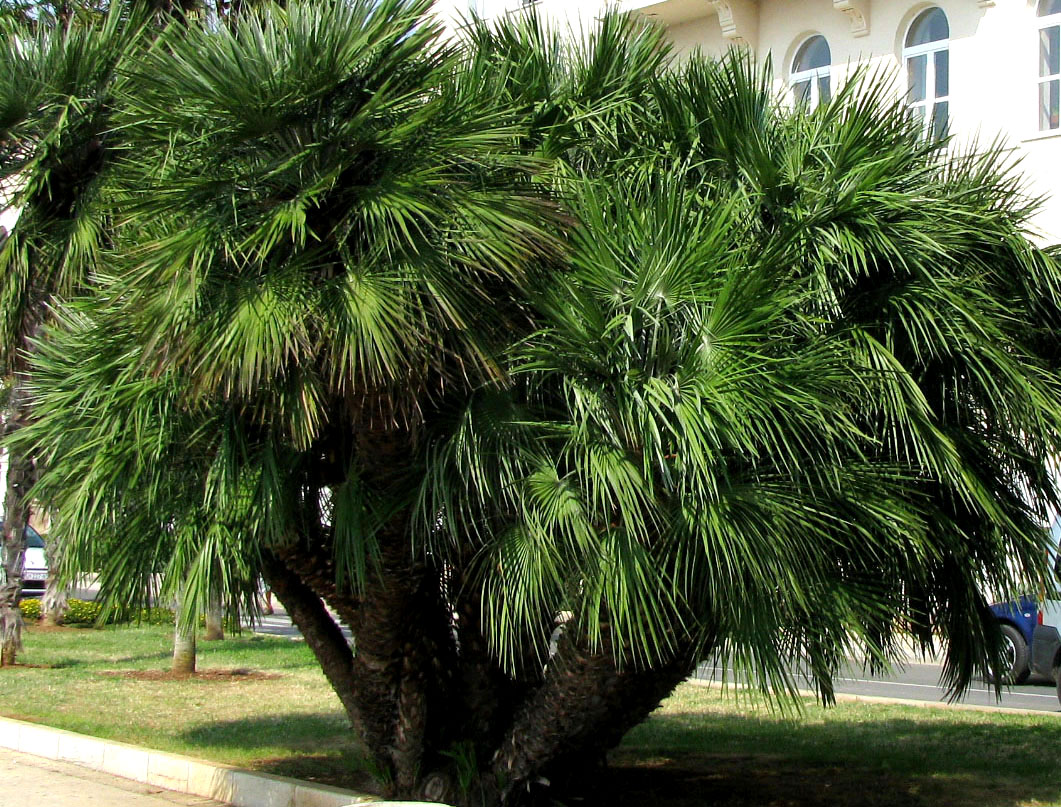 Image of Chamaerops humilis specimen.