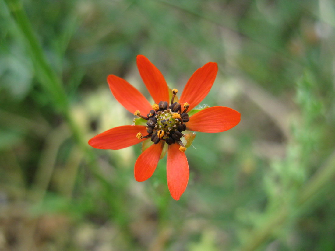 Изображение особи Adonis flammea.