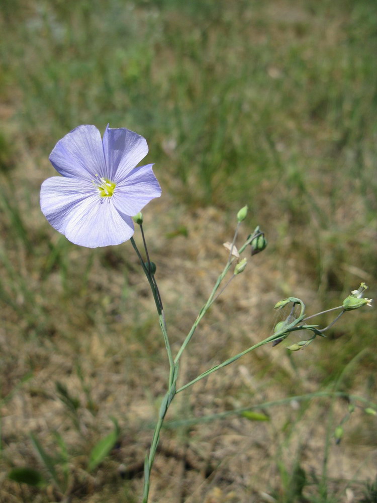 Image of Linum austriacum specimen.