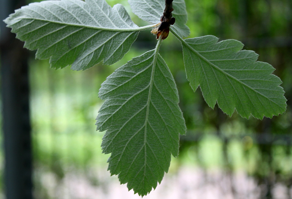 Image of genus Sorbus specimen.