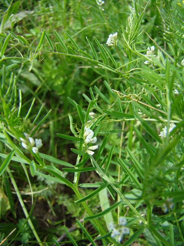 Image of Vicia hirsuta specimen.