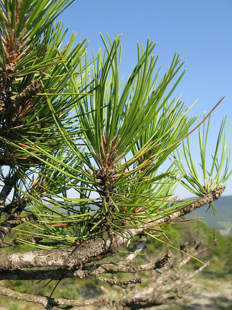 Изображение особи Pinus pallasiana.