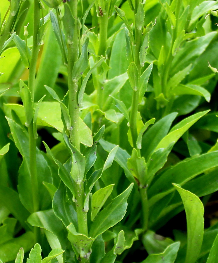 Image of Veronica gentianoides specimen.