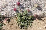 Oxytropis microsphaera