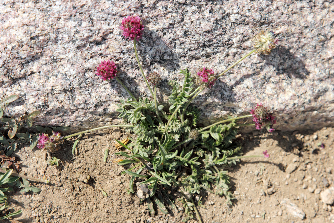 Image of Oxytropis microsphaera specimen.