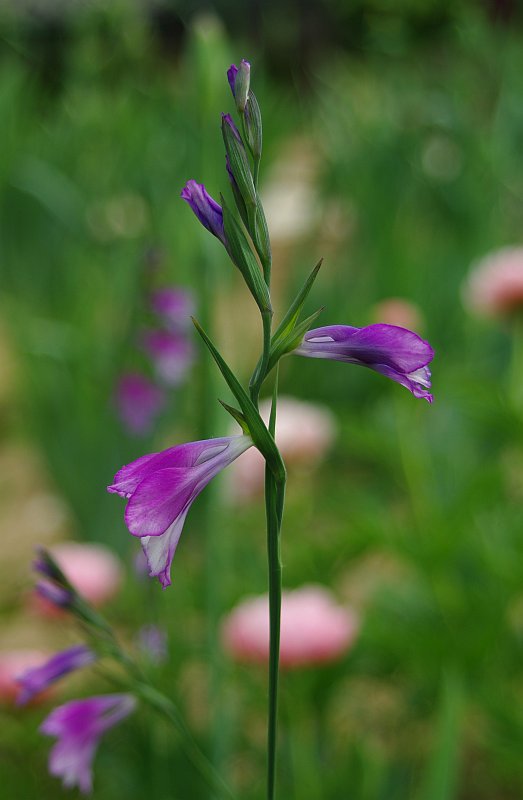 Изображение особи Gladiolus kotschyanus.