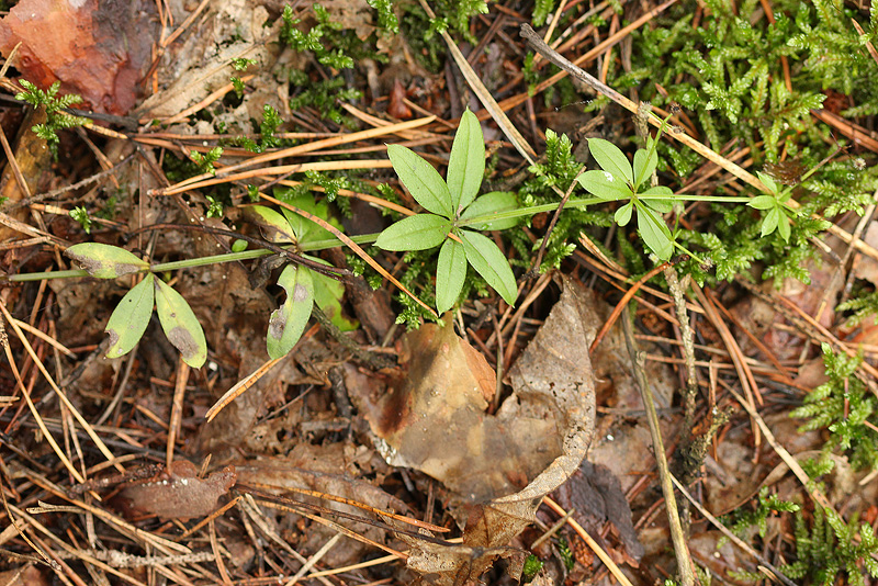 Изображение особи Galium triflorum.