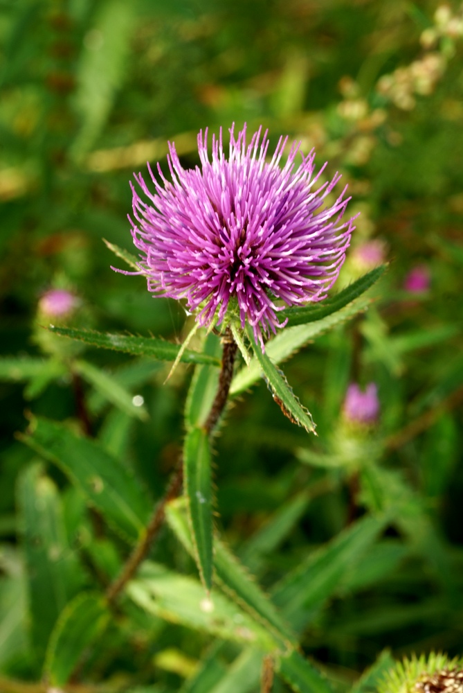 Image of Cirsium vlassovianum specimen.