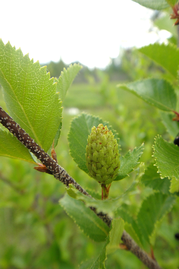 Изображение особи Betula fruticosa.