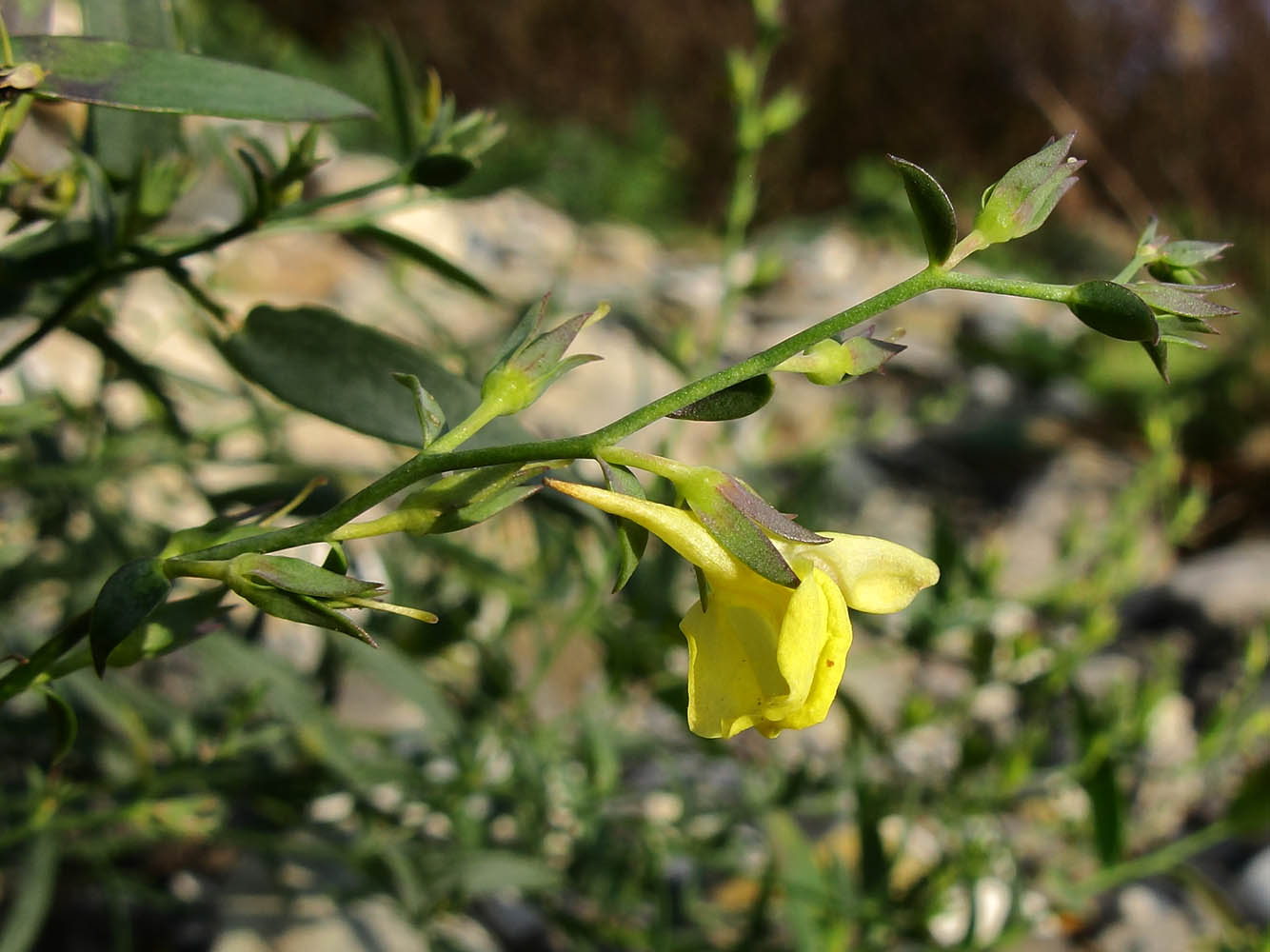 Image of Linaria genistifolia specimen.