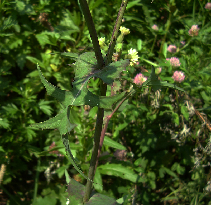 Изображение особи Sonchus oleraceus.