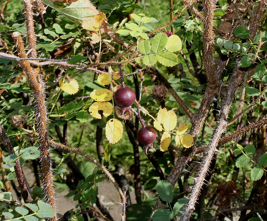 Image of Rosa spinosissima specimen.