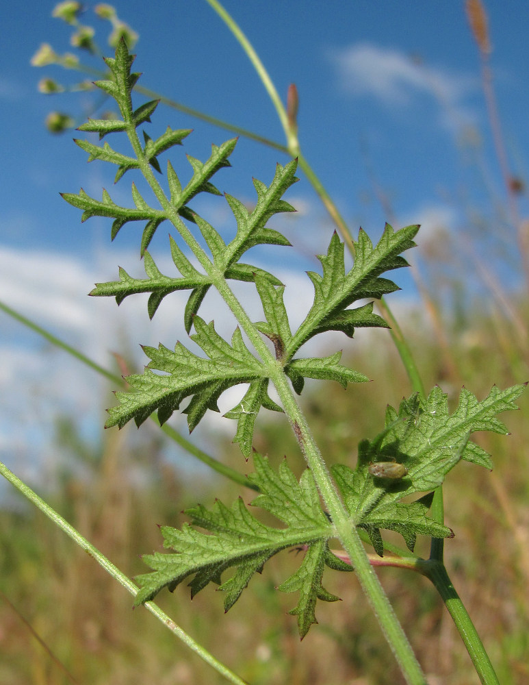 Image of Pimpinella nigra specimen.