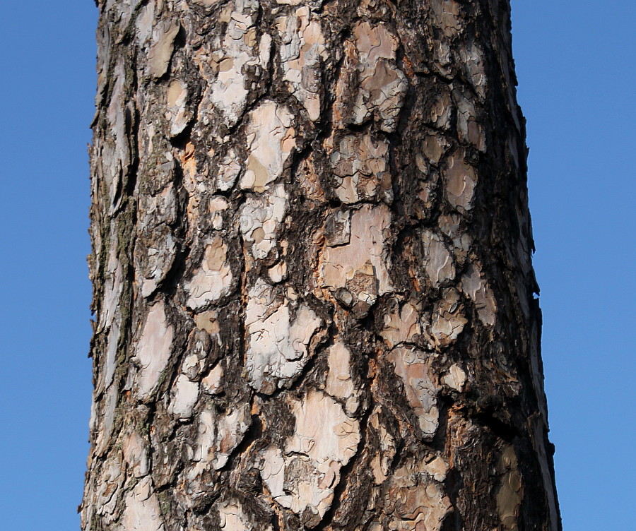 Изображение особи Pinus sylvestris.