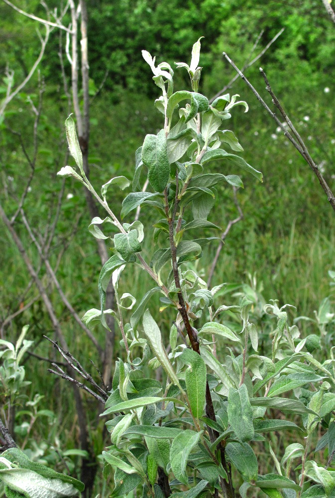 Изображение особи Salix lapponum.