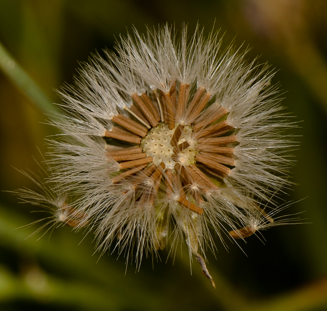 Image of Launaea mucronata specimen.