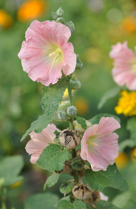 Image of Alcea rosea specimen.