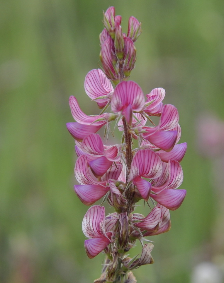 Изображение особи Onobrychis gracilis.