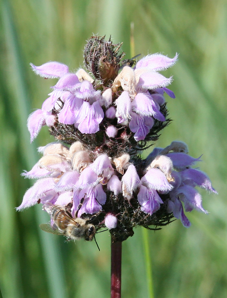 Image of Phlomoides tuberosa specimen.