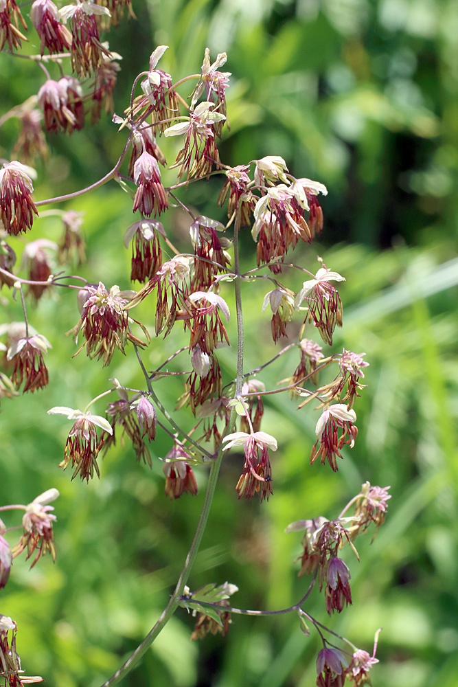 Image of Thalictrum minus specimen.