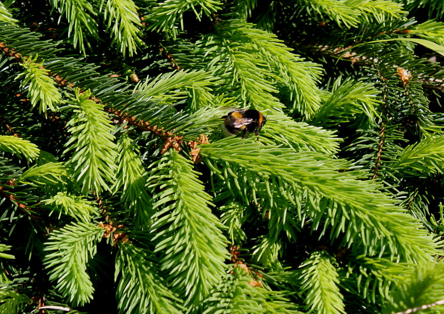 Image of Picea abies specimen.