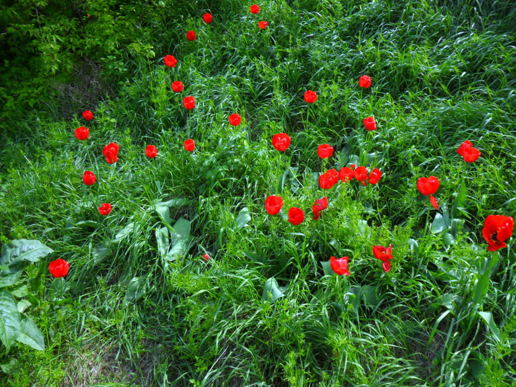 Image of genus Tulipa specimen.