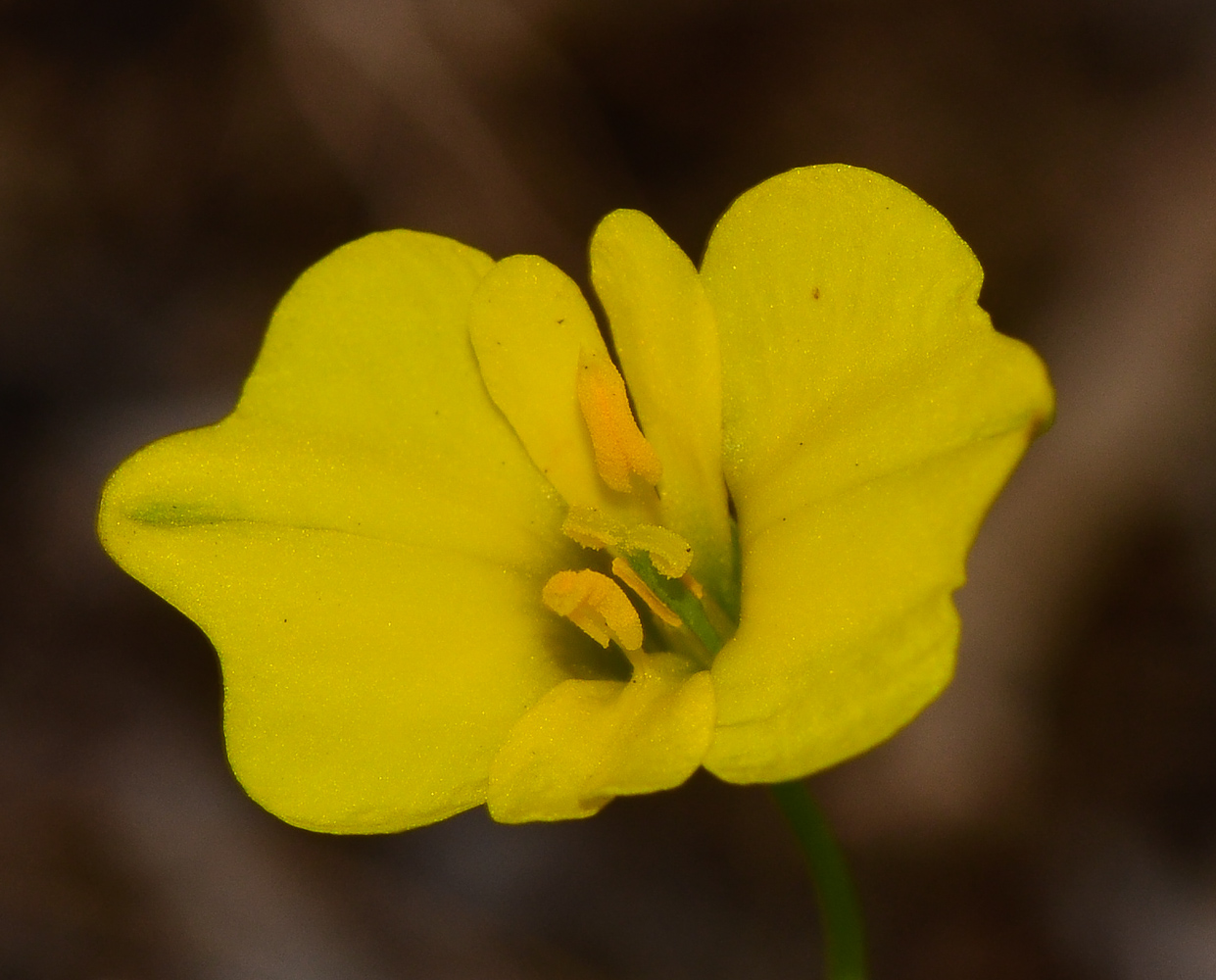 Image of Hypecoum dimidiatum specimen.