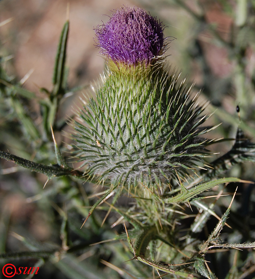 Image of Cirsium vulgare specimen.