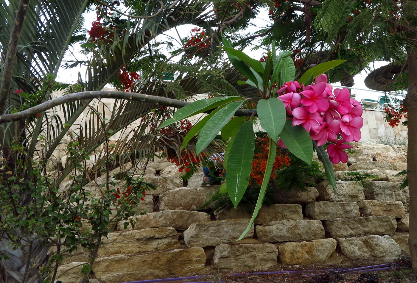 Image of Plumeria rubra specimen.