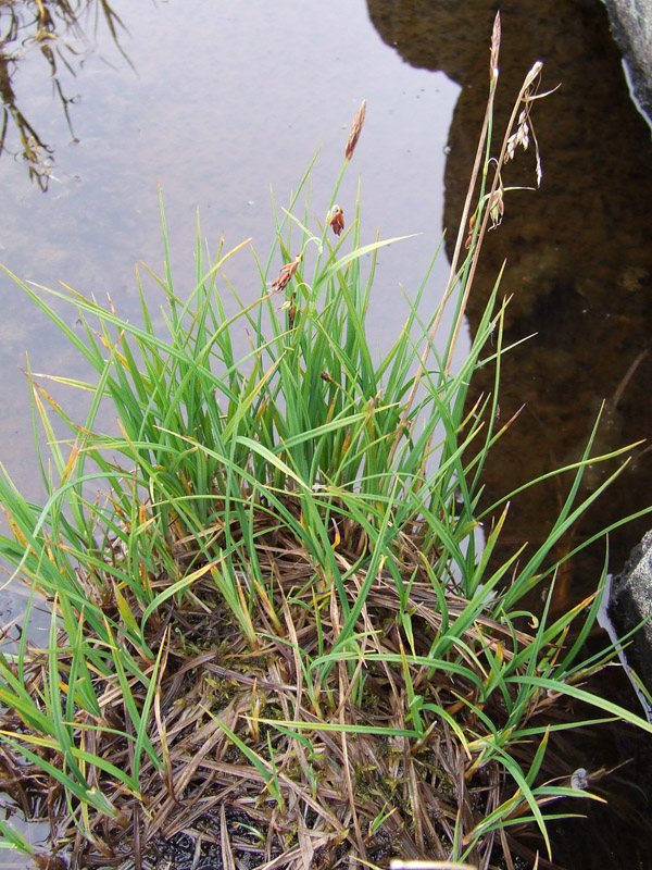 Image of Carex limosa specimen.