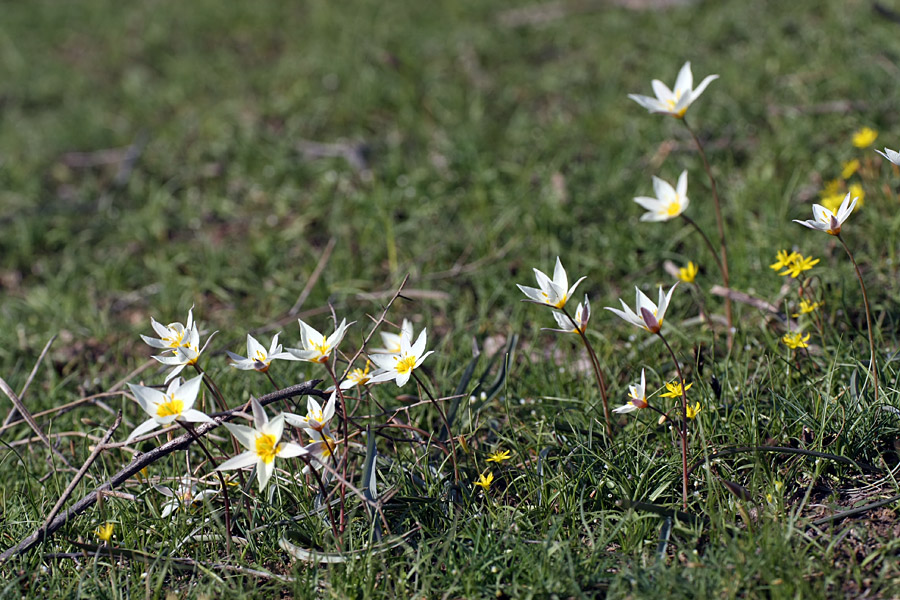 Изображение особи Tulipa buhseana.