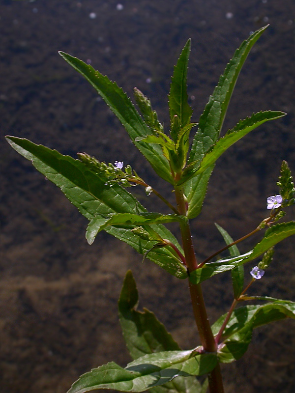 Image of Veronica anagallis-aquatica specimen.