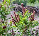 Смотреть изображение Amorpha fruticosa