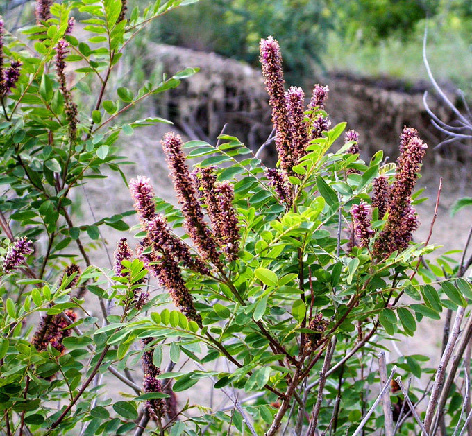 Image of Amorpha fruticosa specimen.